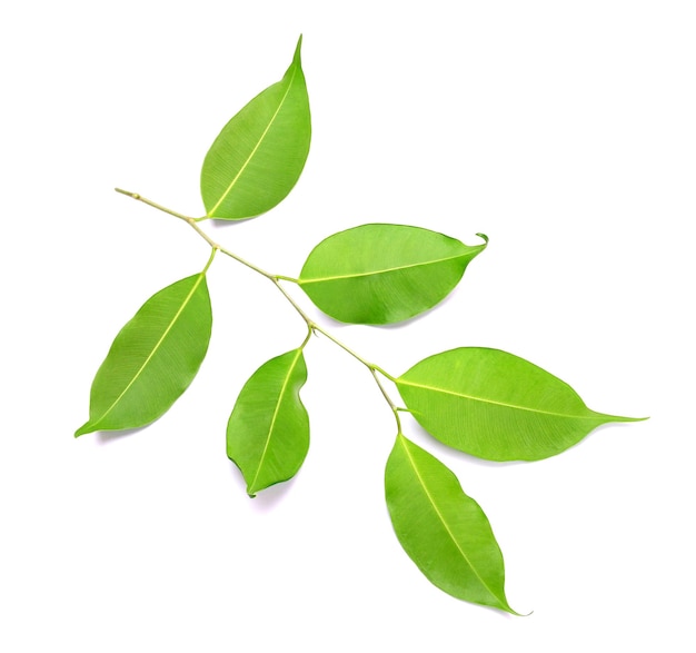 Twig with green leaves isolated on white