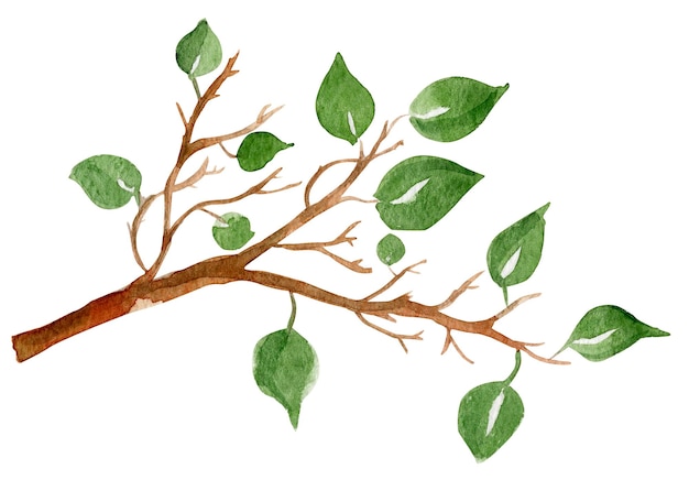 Twig with leaves watercolor illustration