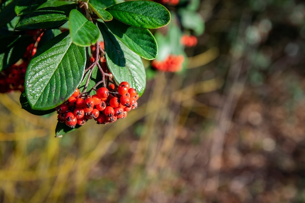 Twig with red ripe fruits Pyracantha coccinea.