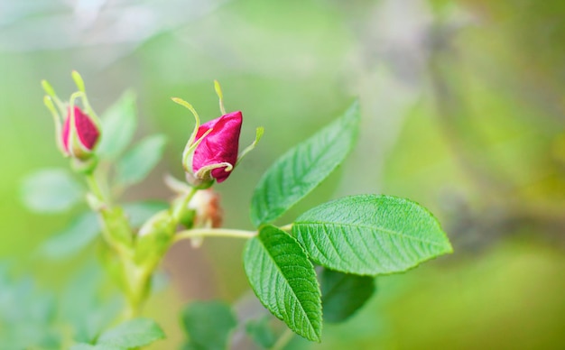 a twig with two rosebuds on a green background of nature