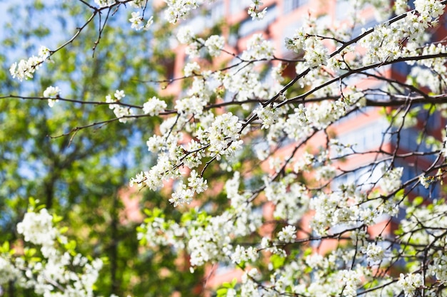 Twigs of blossoming cherry tree and urban house