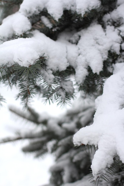 Twigs of a blue Christmas tree in the snow in winter