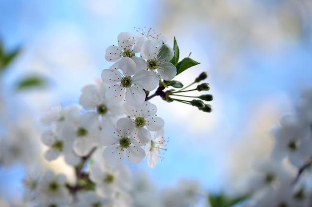 Twigs of cherry tree with white blossoming flowers in early spring