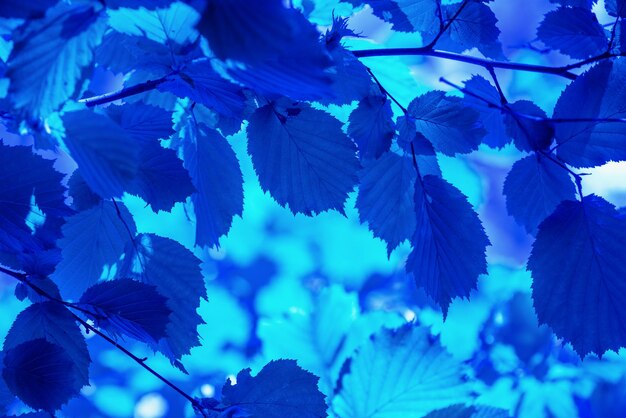 Twigs of Corylus maxima with young leaves in blue toning