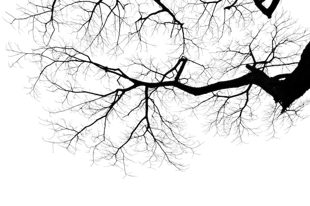 Twigs of a dead tree isolated on a white background clipping pa