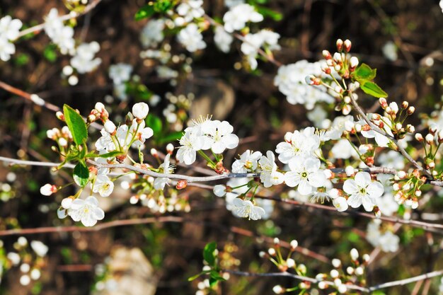 Twigs of flowering cherry in spring forest