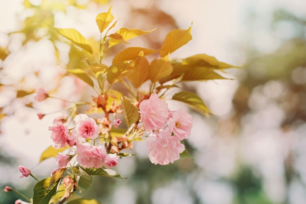 Twigs of pink sakura blossoms in the sun. Soft selective focus. Spring floral texture.