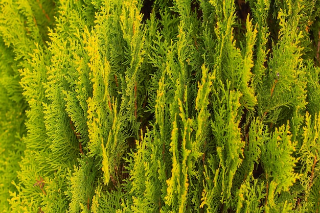 Twigs of thuja green and yellow background