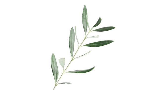 Twigs with fresh green olive leaves on white background, top view