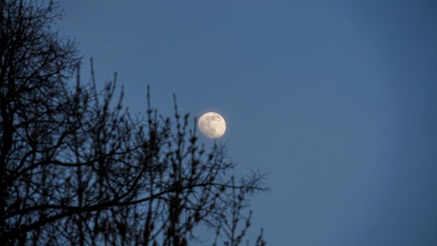 Photo twilight moon amidst winter branches