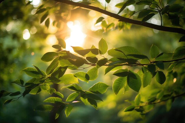 Twilight Whispers Sunbeams Dancing on Leaves