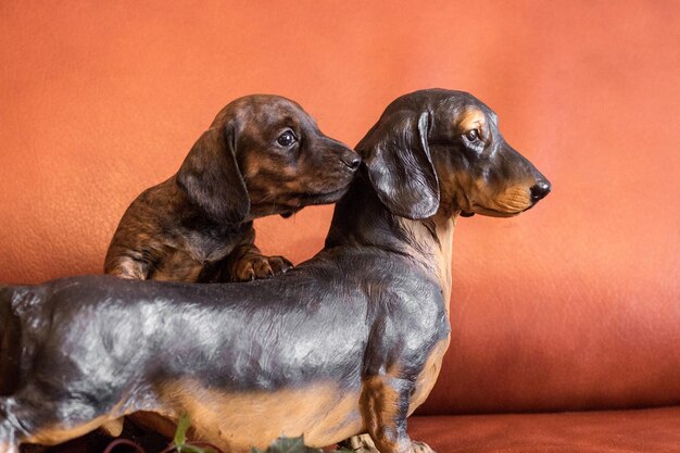 Twin dachshunds live puppy and a doxie figurine