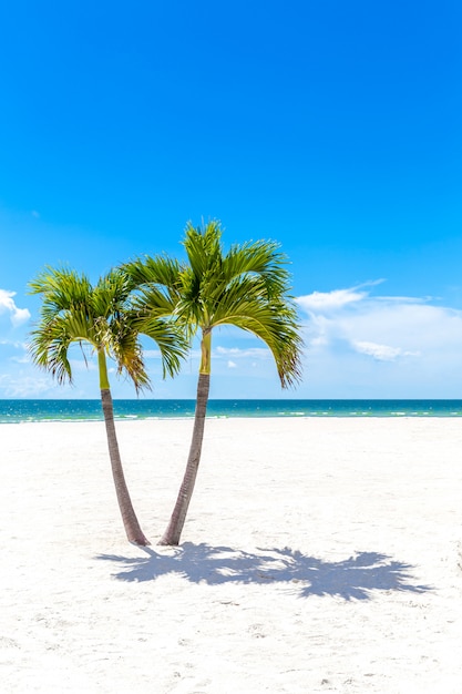 Twins Palm Trees in Florida beach, USA 