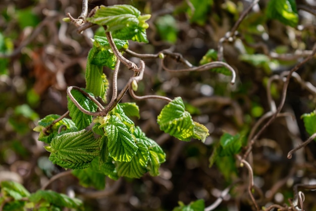 Twisted hazel tree in spring with wavy branches and growing foliage corylus avellana contorta