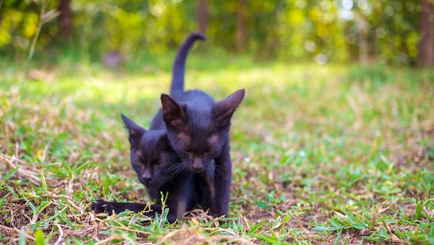 Two adorable black kittens playing running and chasing each other happily togetherKittens