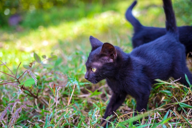 Two adorable black kittens playing running and chasing each other happily togetherKittens