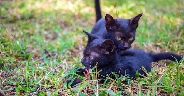 Two adorable black kittens playing running and chasing each other happily togetherKittens