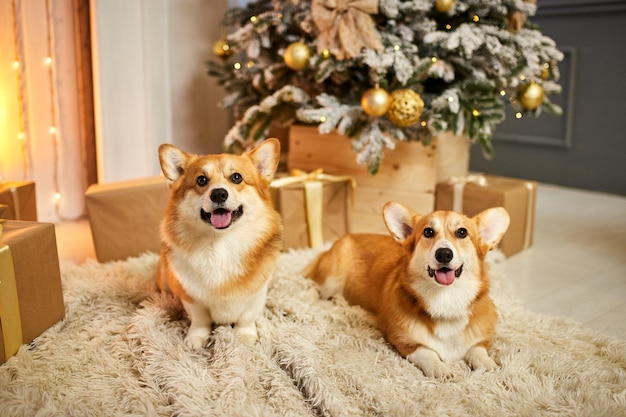 Two adorable welsh corgi dogs sitting on soft carpet and looking up near decorated christmas tree