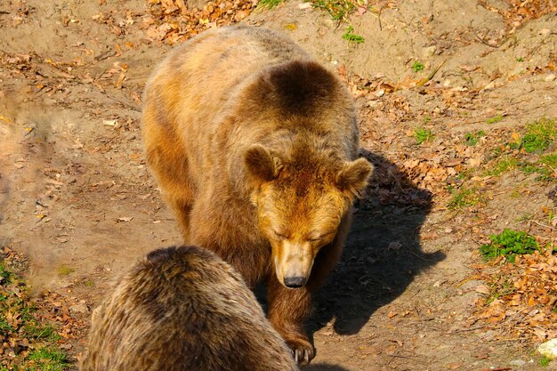 Two adult brown bears in the forest in the summer