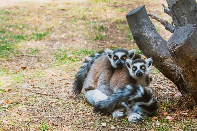 Two adult furry lemurs cuddle at the zoo