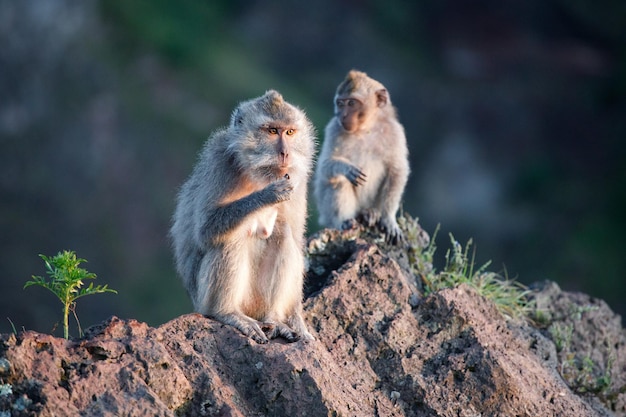 Two adult monkeys sits and eating something