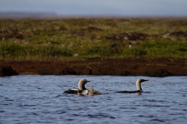 Two adult Pacific Loon or Pacific Diver and juvenile swimming around in an arctic lake with willows