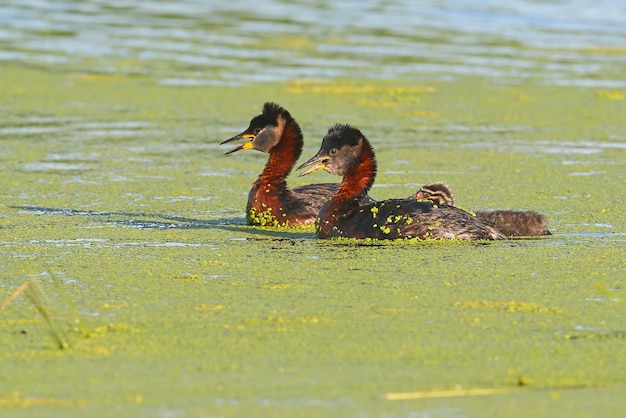 Two adults red-necked grebe (Podiceps grisegena) and a chick swim on a green carpet of aquatic vegetation