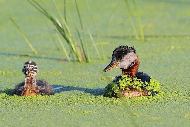 Two adults red-necked grebe (Podiceps grisegena) and a chick swim on a green carpet of aquatic vegetation