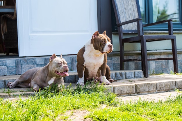 Two american bully dogs are lying on the doorstep