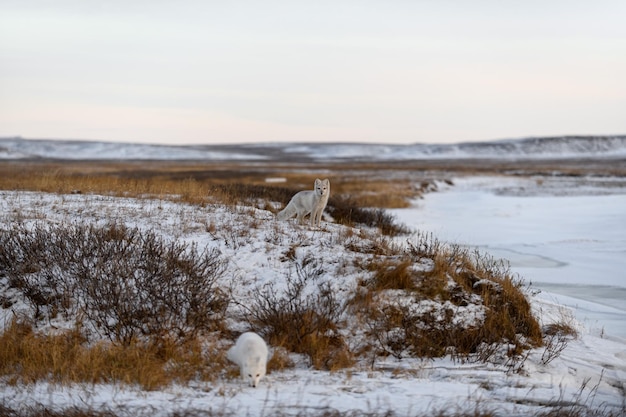 Two arctic foxes Vulpes Lagopus in wilde tundra Arctic fox on the beach