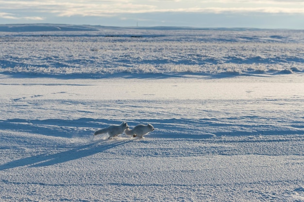 Two arctic foxes Vulpes Lagopus in wilde tundra Arctic fox playing