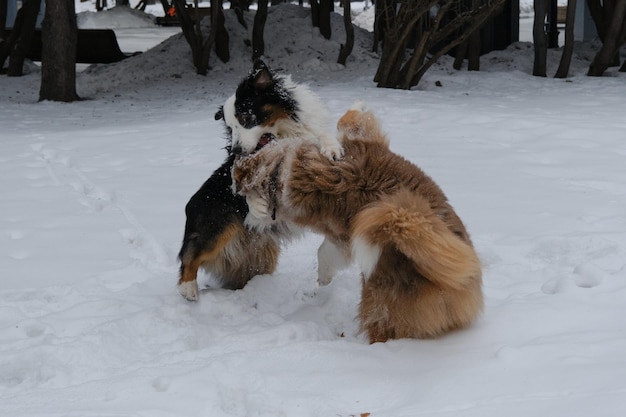 Two Australian Shepherds red Merle and black tricolor best friends playing and raging in the snow