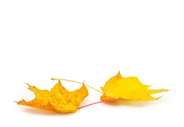 Two autumn maple leaves isolated on white with copy space.