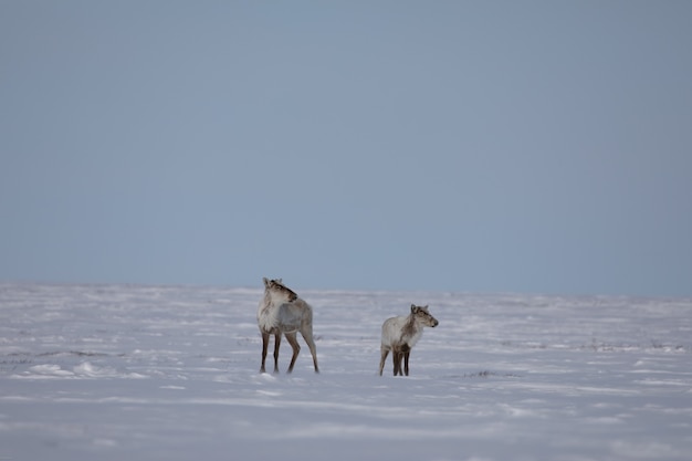 Two barren ground caribou found in spring snow