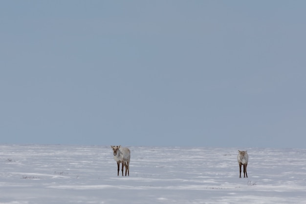 Two barren ground caribou found in spring snow