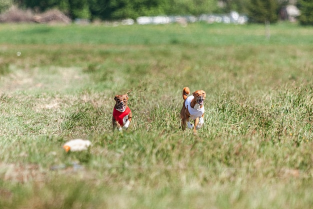 Photo two basenji dogs running in red and white jacket on coursing competition