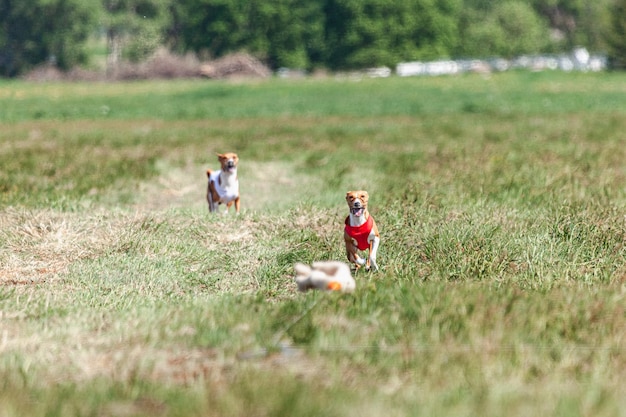 Photo two basenji dogs running in red and white jacket on coursing competition