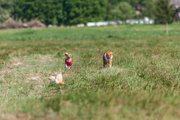 Photo two basenji dogs running in red and white jacket on coursing competition