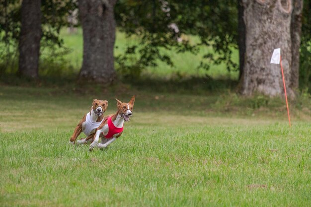 Photo two basenjis running qualification for lure coursing championship