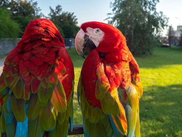 Two beautiful bright macaw parrots parrots on the street with bright red feathers