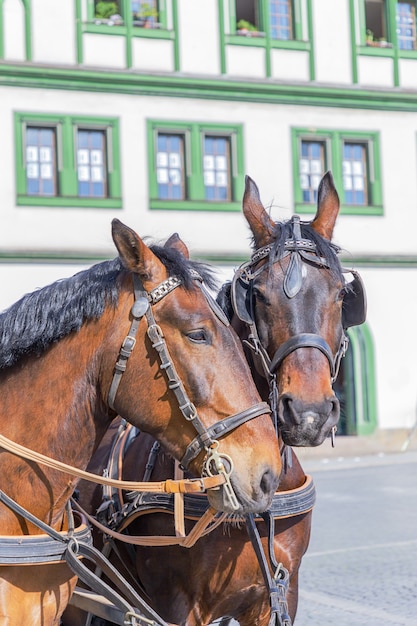 Two beautiful brown horses on the house background Weimar Germany