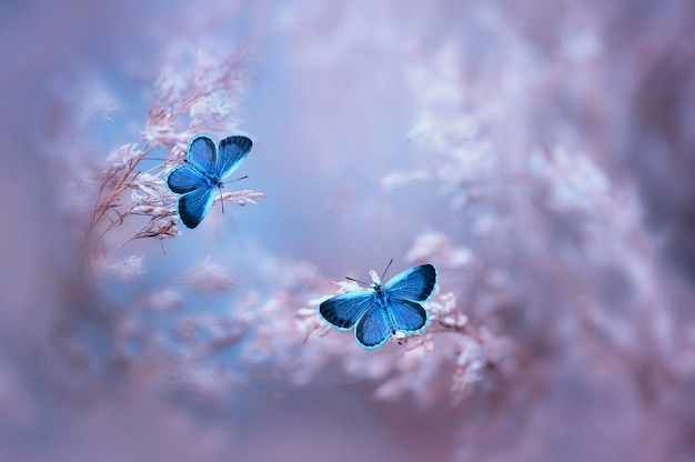 Two beautiful butterfly on the plants