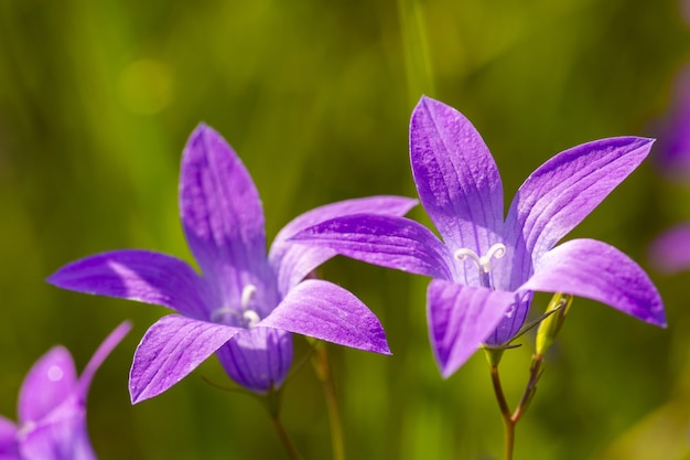 Two beautiful campanulas on green background. Lilac flowers under the bright sun rays in the field, close up.