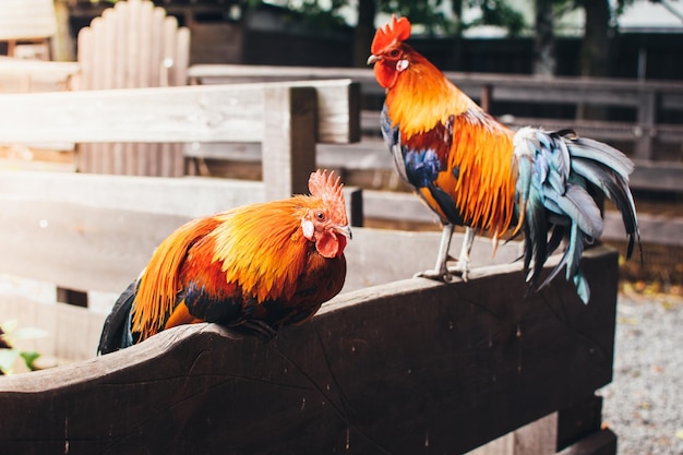 Two beautiful colorful roosters with a red crest on his head sitting on a wooden fence