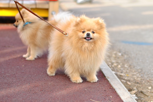 Two beautiful fluffy dogs puppies on the leash of Spitz breed at walk outdoors