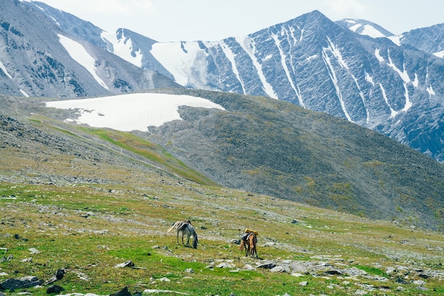 Two beautiful horses is grazing on green alpine meadow among big snowy mountains. Wonderful scenic landscape of highland nature with horses. Vivid mountain scenery with pack horses and giant glaciers.