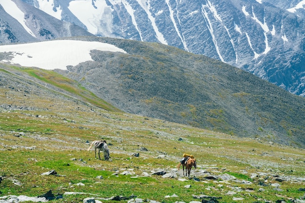 Two beautiful horses is grazing on green alpine meadow among big snowy mountains.