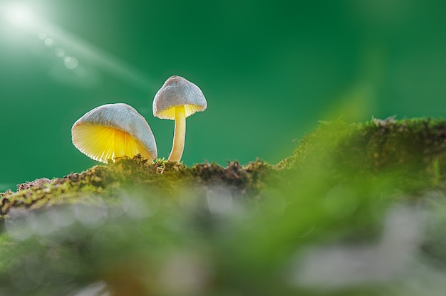 two beautiful mushrooms in the tropical  forest