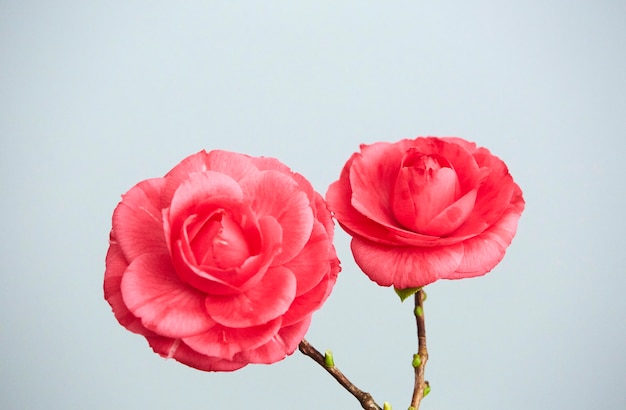 Two beautiful pink camellias