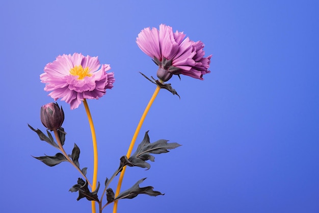 Photo two beautiful purple flowers blue background